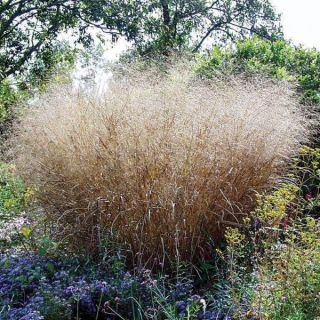 Cloud Nine Tall Switchgrass Thumbnail